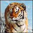 Illarion