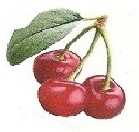 Вишенка